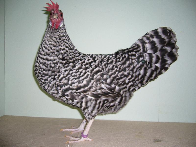 Muenster 2008 707.jpg - Deutsche Zwerg Sperber von Aron Windhövel Preis HV96 LVEJ